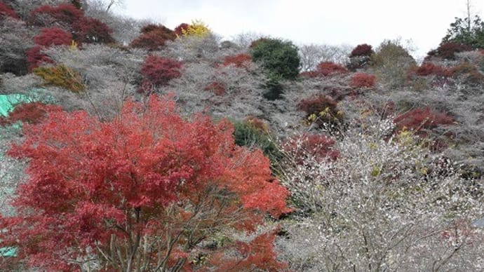小原の四季桜