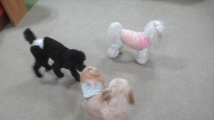 2023/12/15 犬の幼稚園BuddyDog