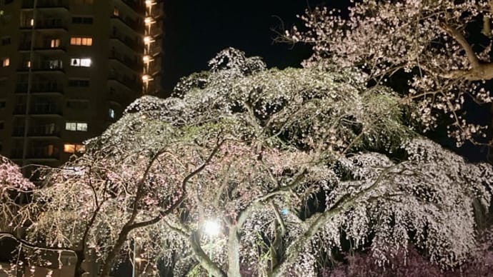 榴ヶ岡公園で、夜桜見物。