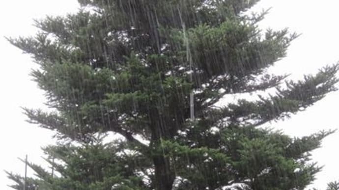 今日も雨