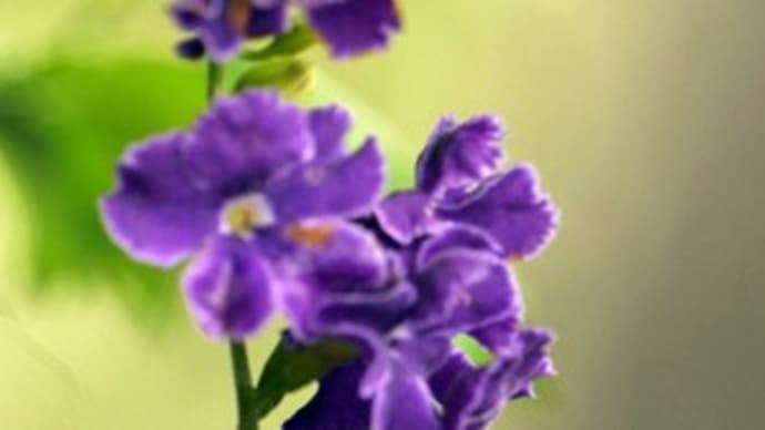 散歩道でデュランタタカラズカとヒオオウギの花