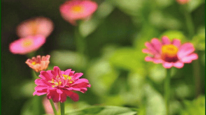 7月中旬過ぎ頃から、夏空の下で「百日草」の花が咲き始めているのに気が付き・・・