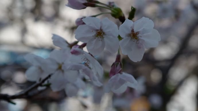 2020年の桜 鷺沼