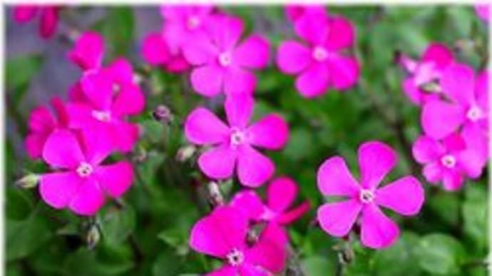 ピンクパンサーの花