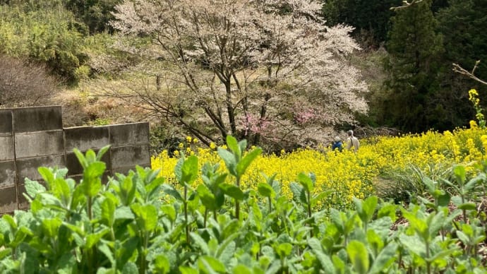 春花③ 花散歩🌸