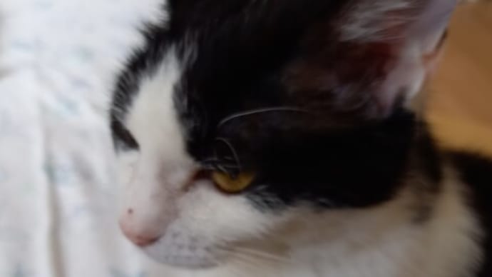 保護猫の妊娠