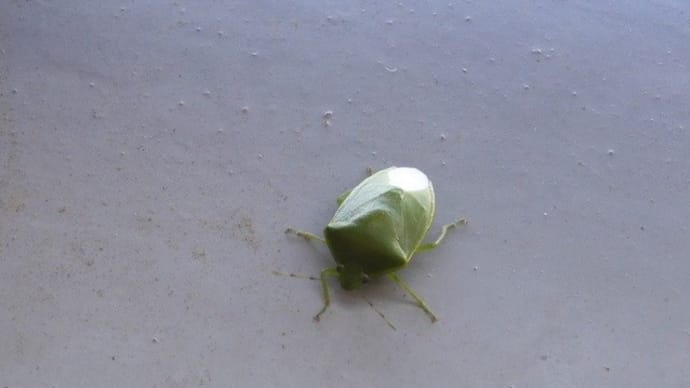 近ごろ怖いもの^^