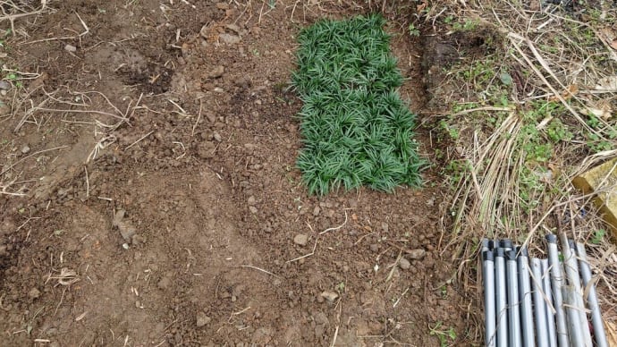 タマリュウを少しづつ植えてみる