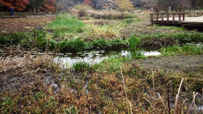泉の森公園を散策2020/12/11