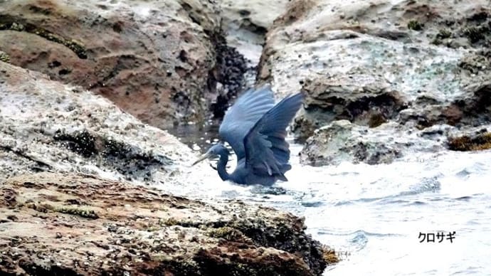 01/27探鳥記録写真-3:狩尾岬の鳥たち(クロサギ、ヤマガラ、イソヒヨドリ、セグロカモメの飛翔、ウミウ、)