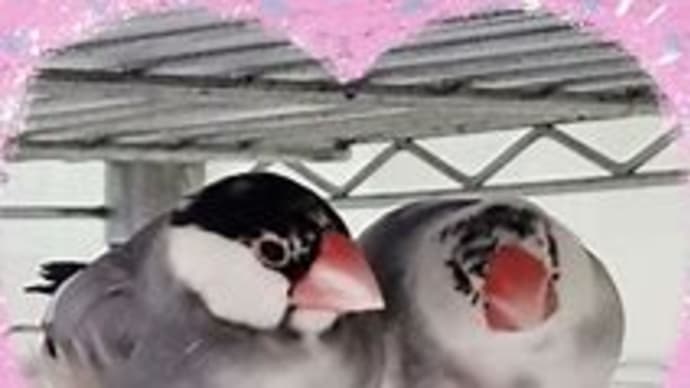 文鳥の日!(^_-)-☆