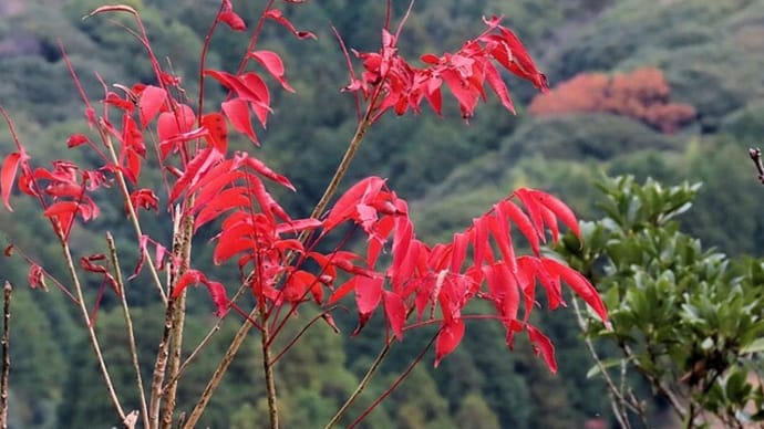 四王子山の紅葉 2