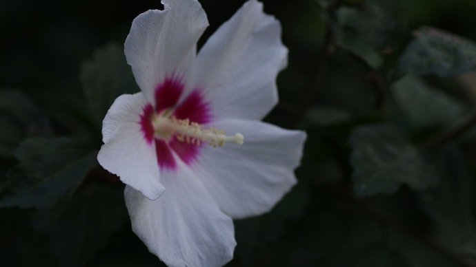 木槿(むくげ)の花・・・2021