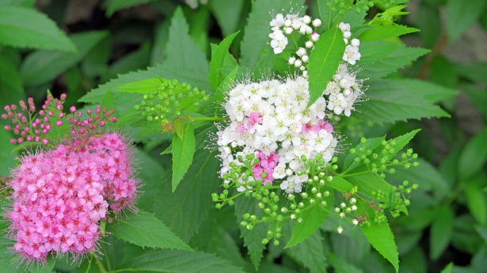 今朝の一枚:源平シモツケといくつかの花たち