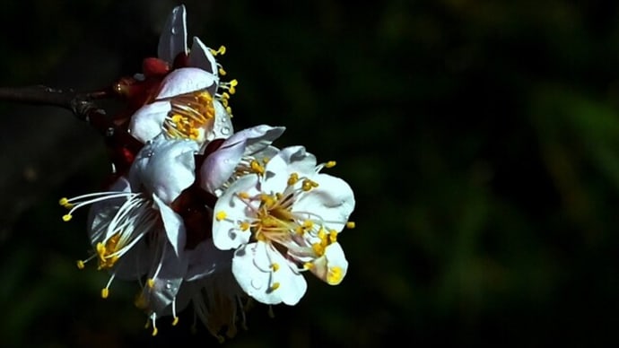 白鳥庭園の梅花