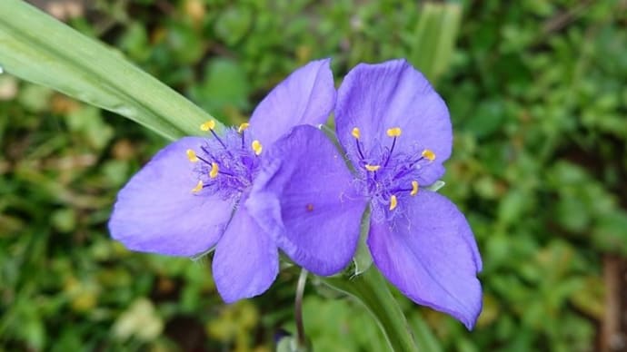 青花