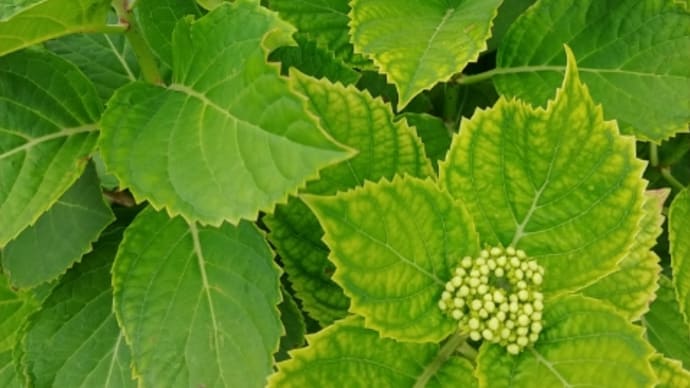 紫陽花の蕾