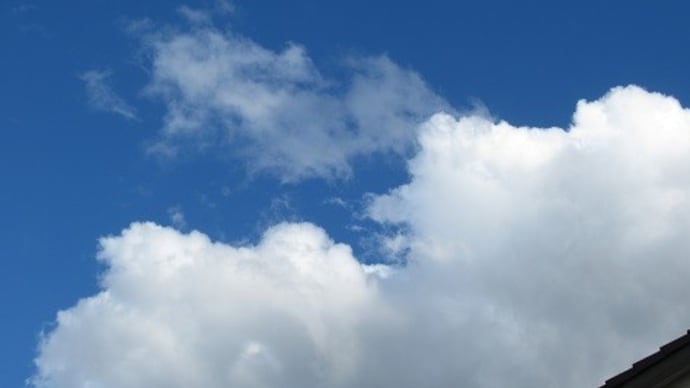 つかの間の青空 水につけた青じその根が出ました!