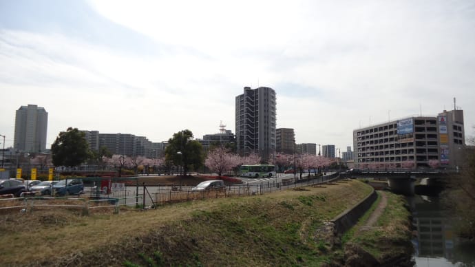 川口元郷駅前の桜