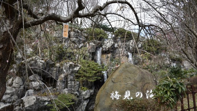 うめ狩り　静岡県熱海市　第78回熱海梅園梅まつり（4）梅見の滝から香浮（こうふ）橋