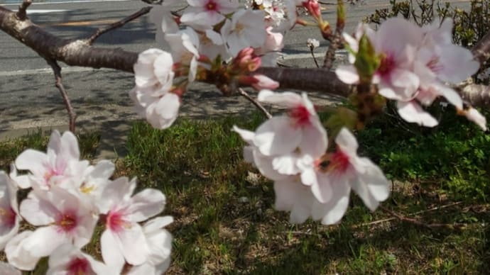 桜と海