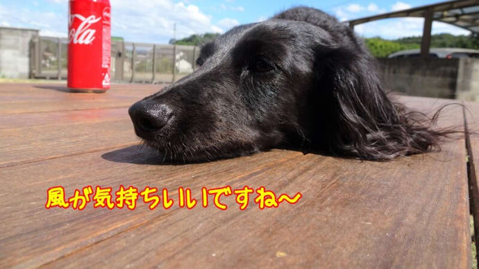 冷やし菊乃 終わりました