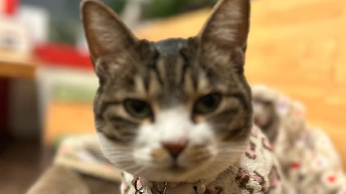 看板猫のいるお店で猫飲み はやちゃんち  (2303)
