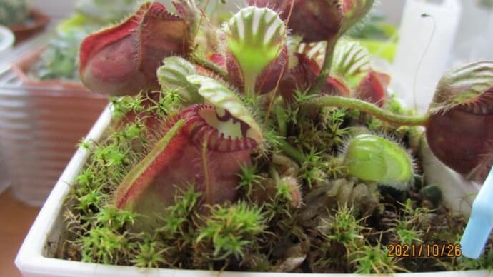 2021秋☆セファロタス植替え その1