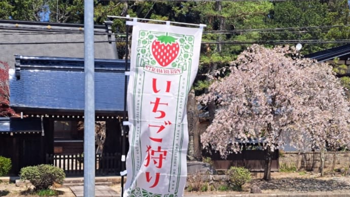 苺ノボリ
