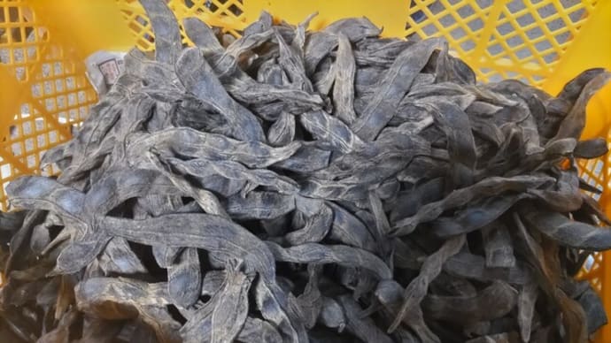 八升豆(ムクナ豆)の取り出し