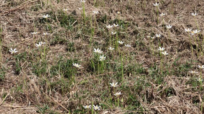 除草後のタマスダレ