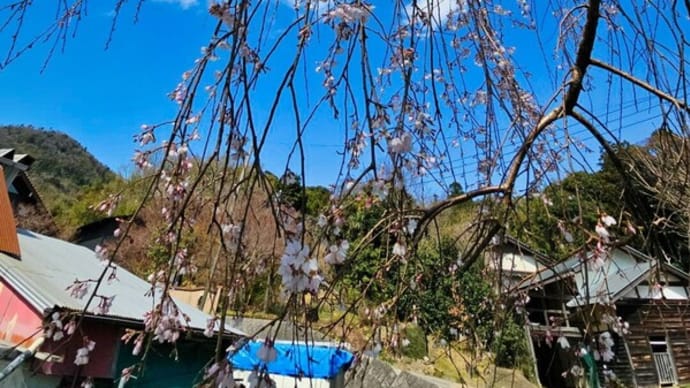 松江のしだれ桜 3月31日撮影分