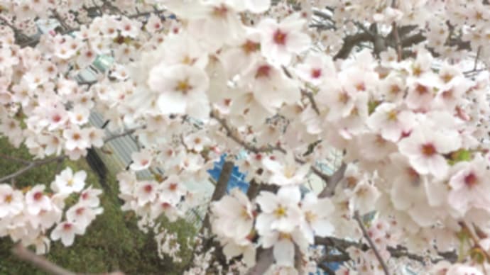 実は