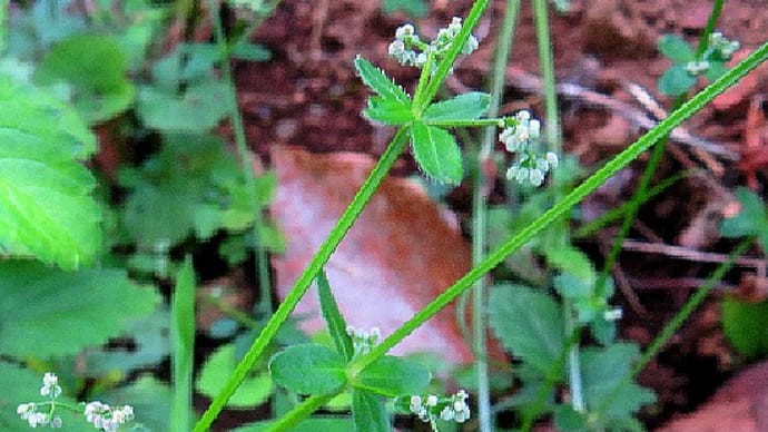 極小野草花 上手く撮れていない ヨツバムグラ、ハナヤエムグラ、他。