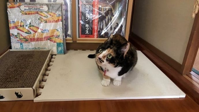 あずきちゃんの妖怪七変化♪