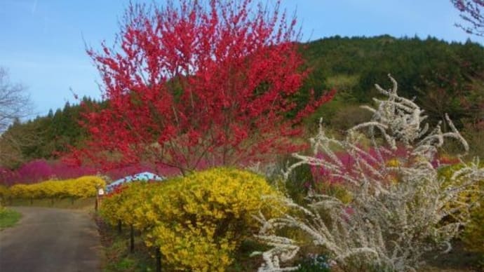 那珂川町　うえまる花の丘庭園