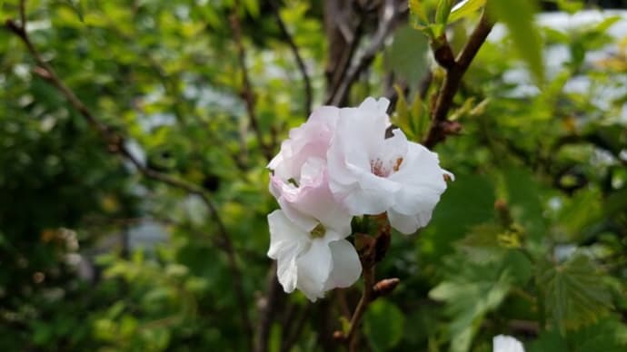 桜・福禄寿
