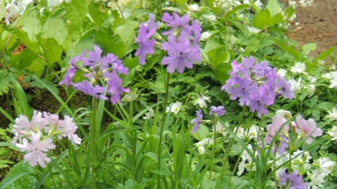 休んでいる間に咲き進んだ花