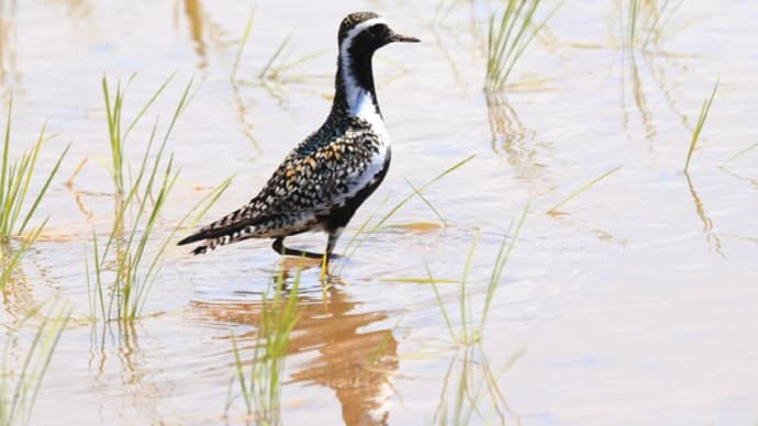 旅鳥のシギ 鳥名は?