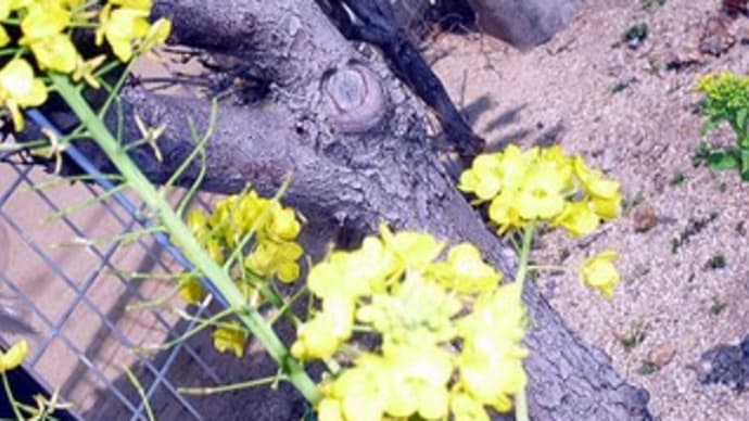 暖かい陽射しの中をお散歩