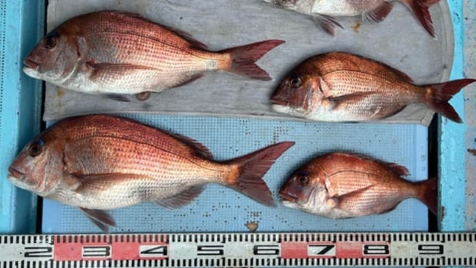 1号船、午後便マアジ釣り、2号船、午後便ウタセマダイ