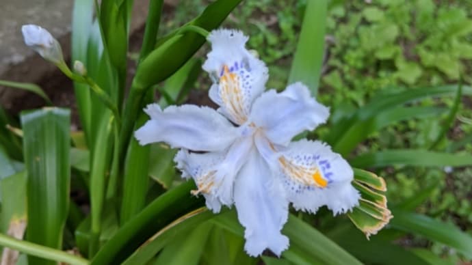 シャガの花