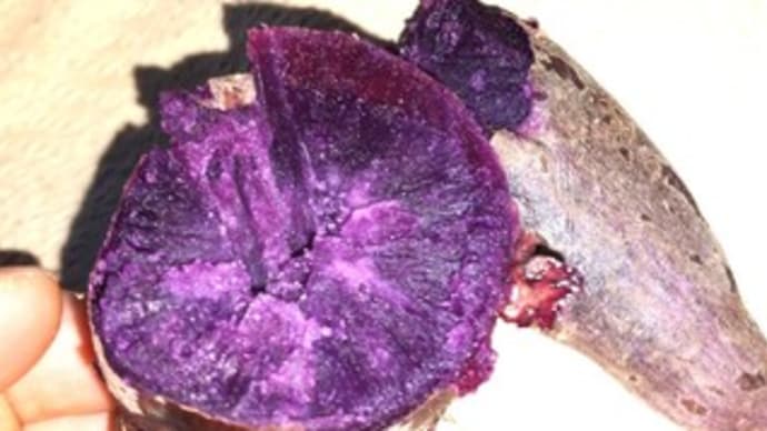 紫芋の大量消費
