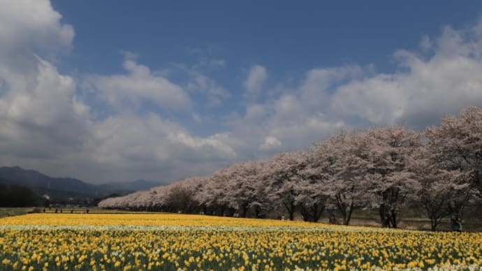 岩井親水公園の水仙と桜2023