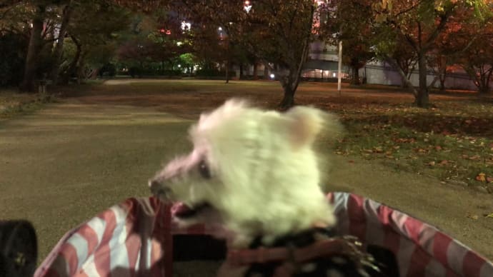 遂にデビュー