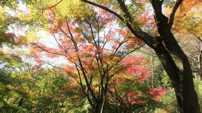 木洩陽の秋道、紅葉丘陵