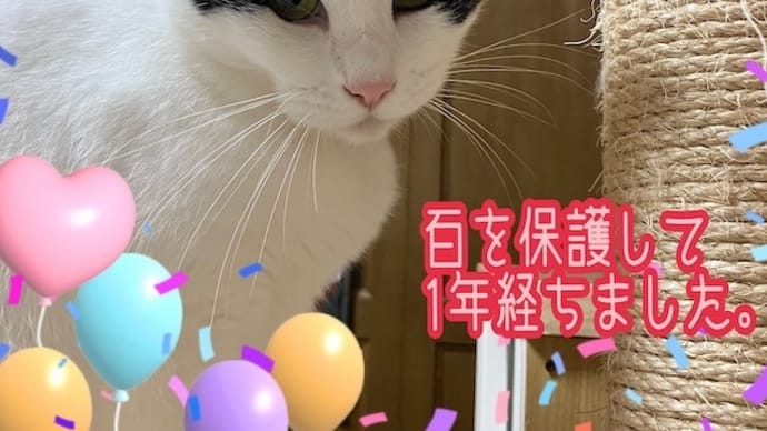 百、保護してから一年経ちました。