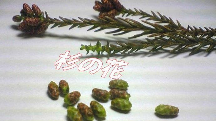 花粉症が、ほぼ無くなった私・・・謎なメカニズム「これからの社会問題？」