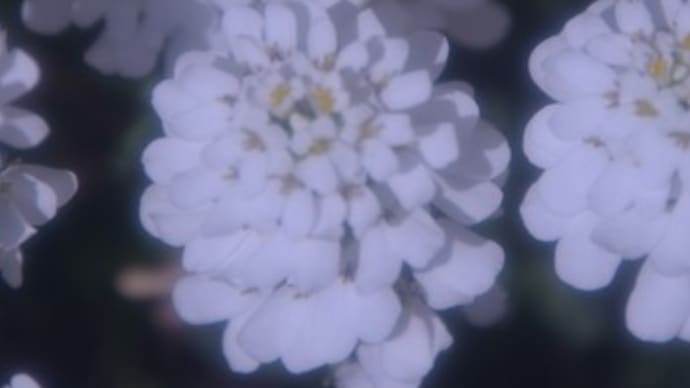 庭に咲く花。