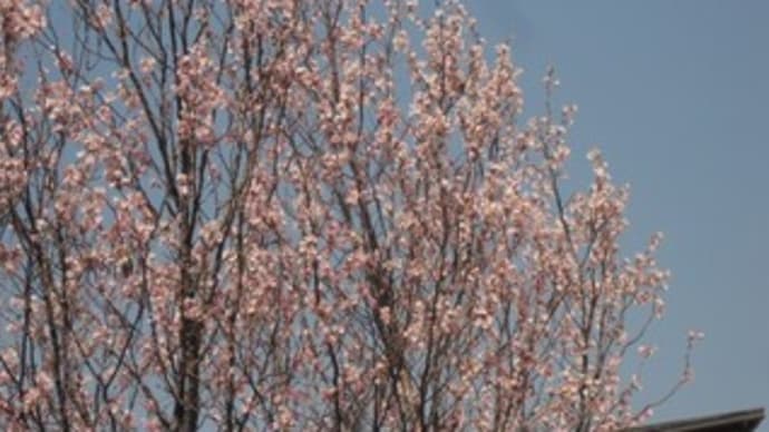 川へのお散歩 パソコン不調